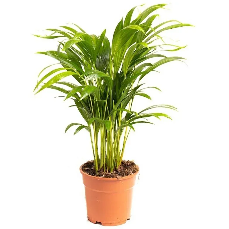 Aufblühende Arecapalme - Goldpalme - Dypsis Lutescens Areca - Groß - 65-70 cm - 1 Stück