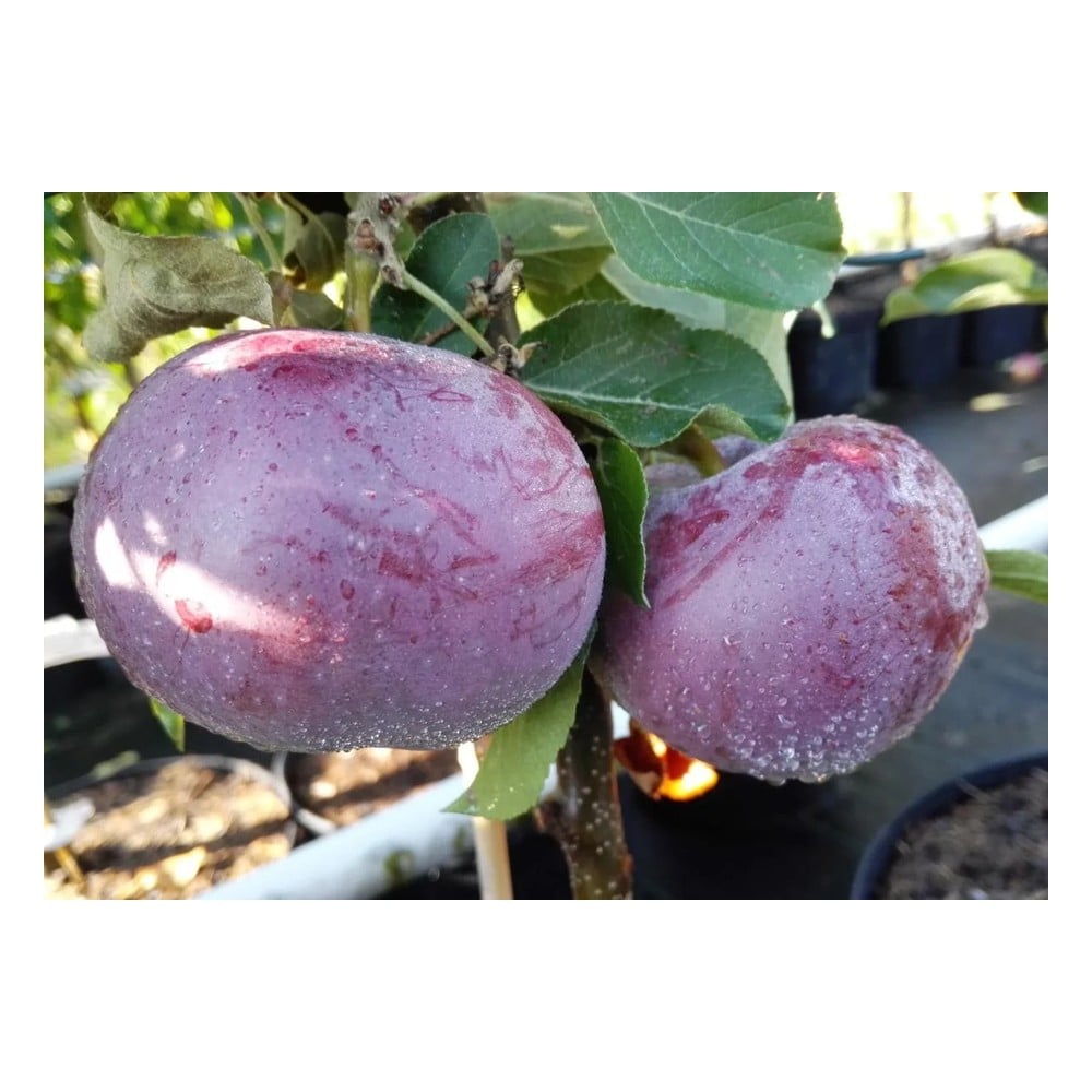 Apfel "Blauer Kölner" Busch, im 7,5L-Container