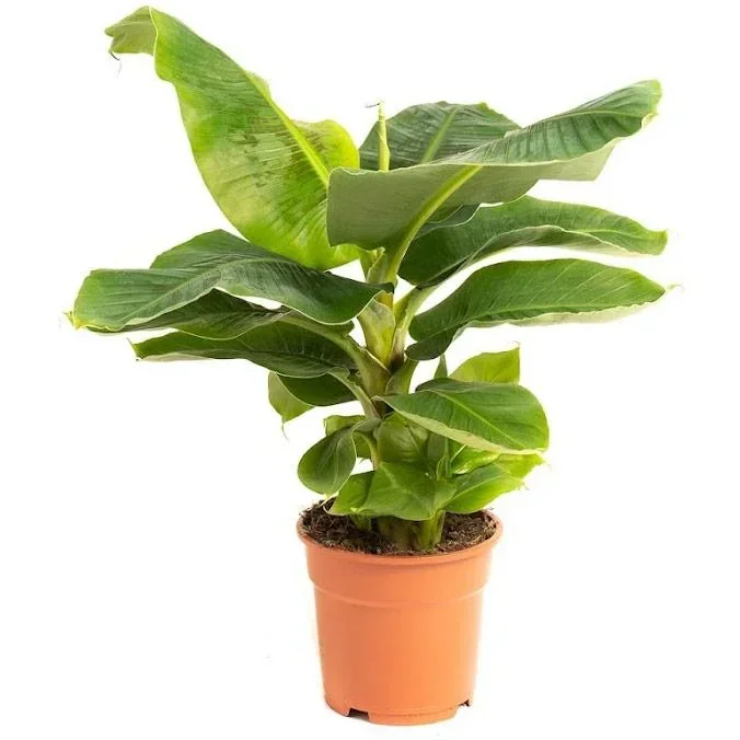 Flower-up Bananenpflanze - Musa Oriental Dwarf - Groß - 50-60Cm - 1 Stück