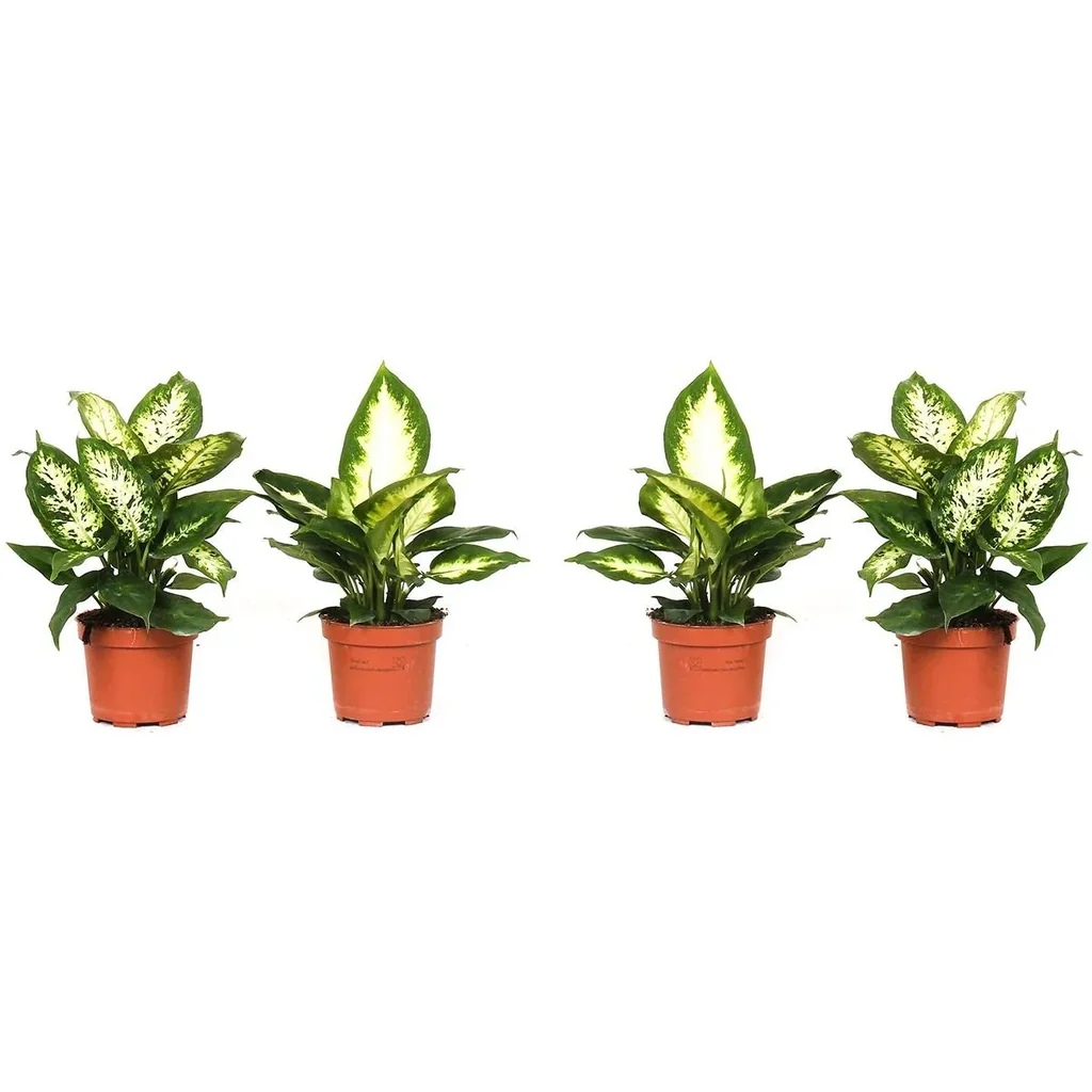 Blühendes Dieffenbachia-Set Mix - 4 Stück - 25 -40Cm (2x Dieffenbachia Camilla, 2x Dieffenbachia Compacta)