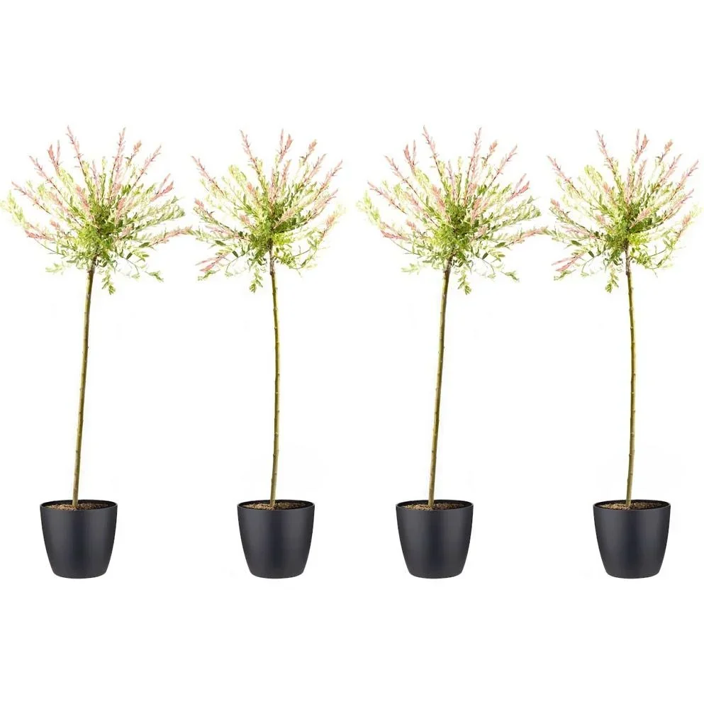 Aufblühende Weide - Salix integra 'Hakuro Nishiki' XXL - 120-140Cm - 4 Stück