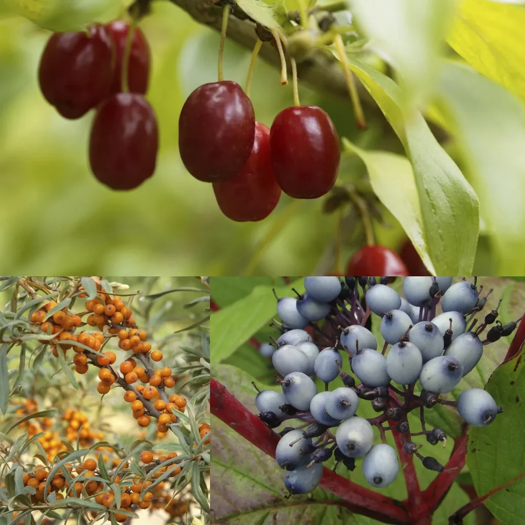 Vogelnähr- und Schutzhecke für 3 m Hecke, 40-60 cm hoch, 4,6 Liter Top, 9 Stück im Set, 3 x Hartriegel, 3 x Sanddorn, 3 x Kornelkirsche