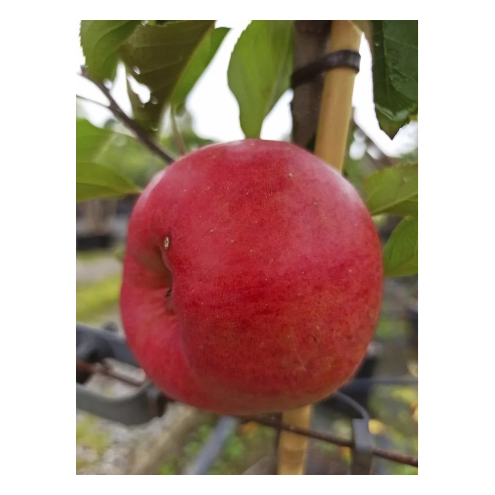 Apfel "Topaz" Busch, im 10L-Container