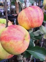 Apfel "Karneval", Busch, im 10L-Container
