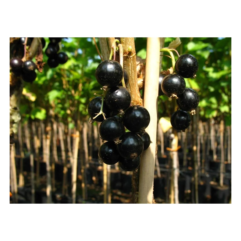 Johannisbeere schwarz "Bona" Busch, im 5L-Container