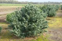 Blaue Mädchenkiefer Negishi - Pinus parviflora - 7.5 L Topf 40-50 cm