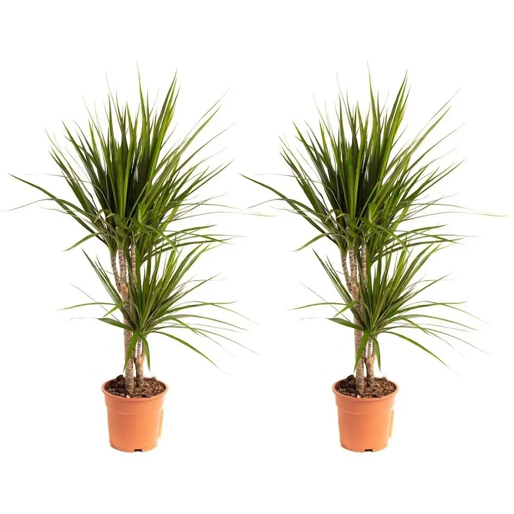 Blühender Drachenbaum - Dracaena Marginata - Groß - 75-80Cm - 2 Stück