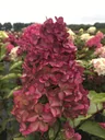 Rispenhortensie Fraise Melba - Hydrangea paniculata - 12 L Topf 60-80 cm