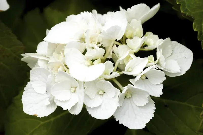 Bauernhortensie weiß Hydrangea macrophylla - 7 L Topf 40-60 cm