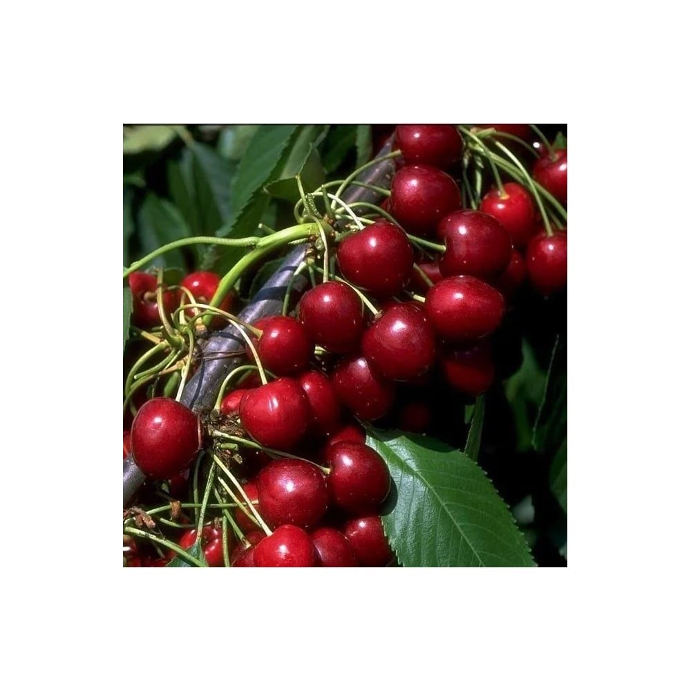 Zwergsüßkirsche 'Stella Compact' (Prunus avium) – winterhartes Obstgehölz, als Busch, im 10-L-Container