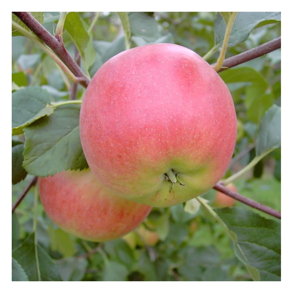 Apfel "Rubinola" Busch, im 10L-Container