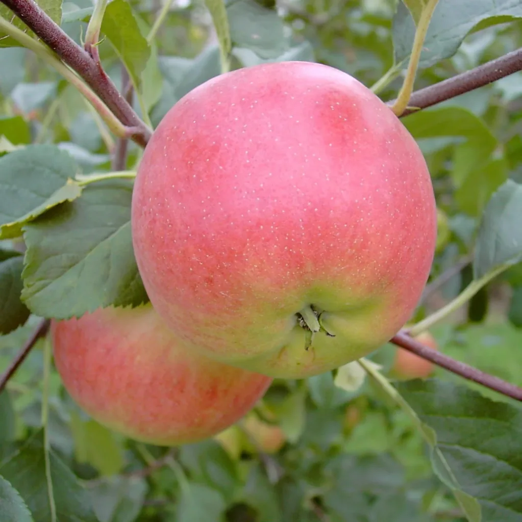 Apfel "Rubinola" Busch, im 10L-Container
