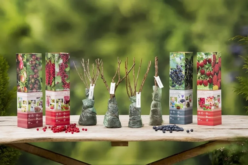 Flower-up Set aus 4 Obstpflanzen 30-40cm