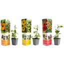 Blühende Thunbergia Set - 6 Stück - 30-38 cm