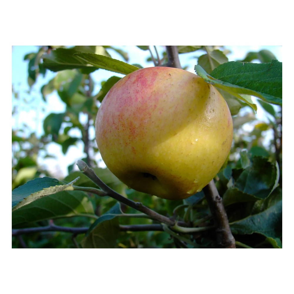 Apfel "Dülmener Rosenapfel" Busch, im 10L-Container