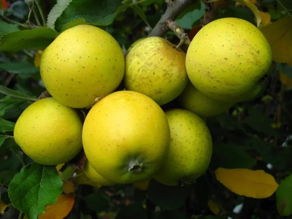 Säulenapfel "Ananasrenette", 7,5L-Container, fest, saftig, einzigartiges Aroma