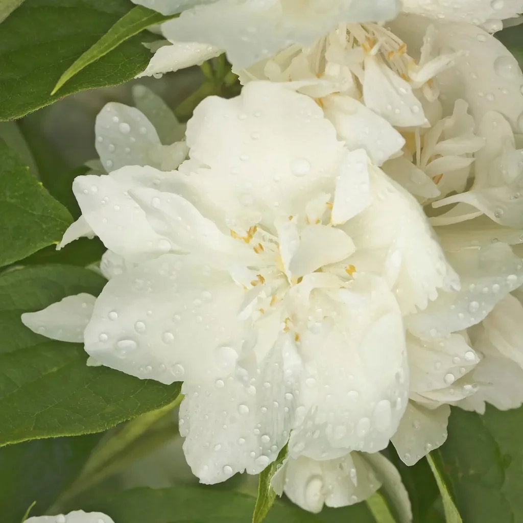 Bauernjasmin duftend Philadelphus coronarius - 12 L Topf 100-125 cm
