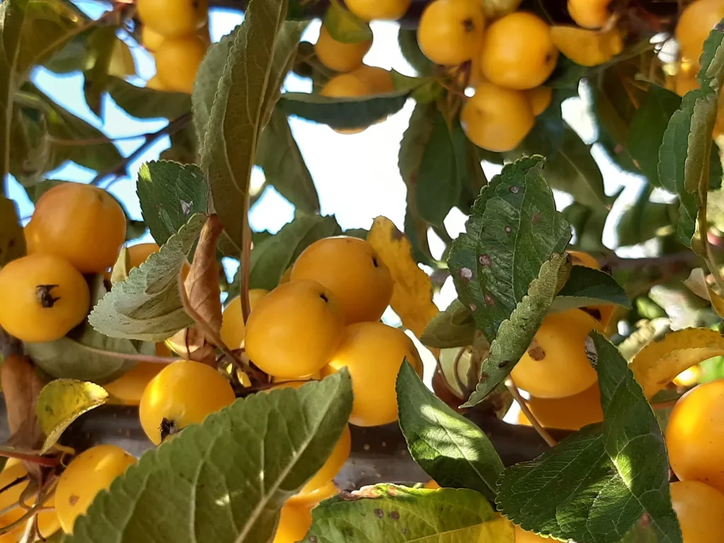 Zierapfel Golden Hornet - Malus - 7 L Topf 80-100 cm