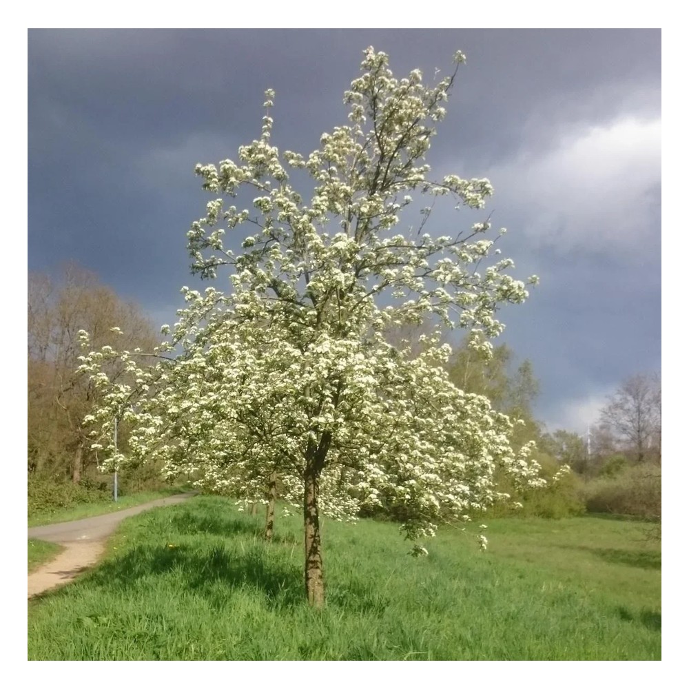 "Bienenbaum", im 3,5L-Container