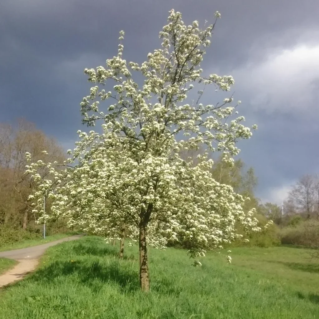 "Bienenbaum", im 3,5L-Container