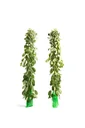 Flower-up 2er-Set XXL-Trauerweiden 120 - 140 cm