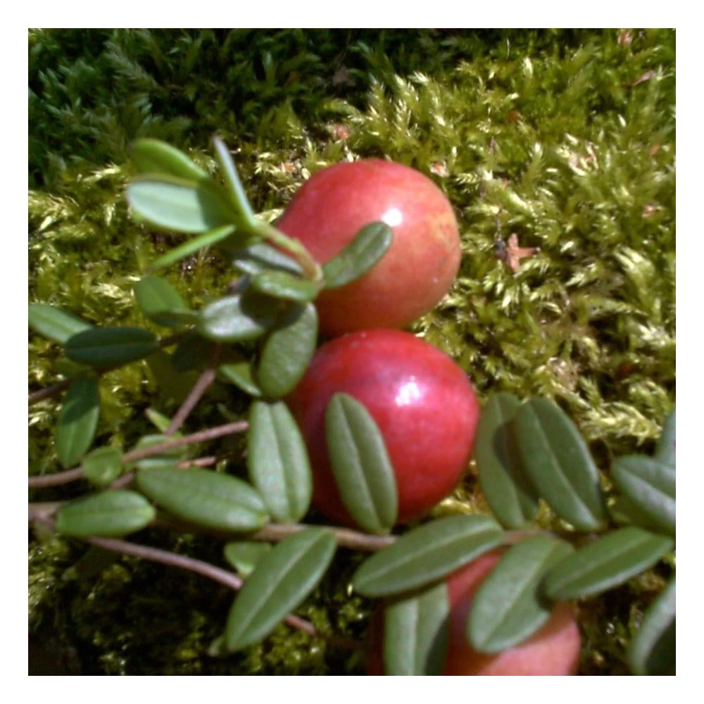 Cranberry, im 3,5L-Container