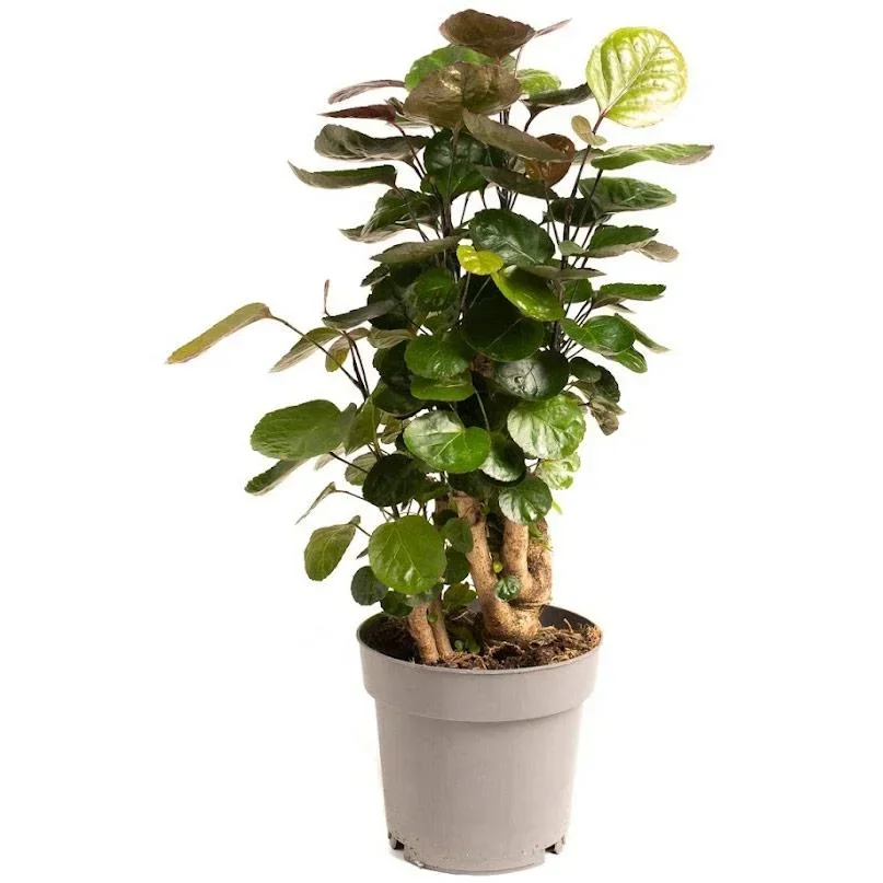 Blume oben Aralia - Polyscias Fabian - Groß - 55-65Cm - 1 Stück