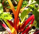 Rhabarber "Frambozen rood", im 3,5L-Container