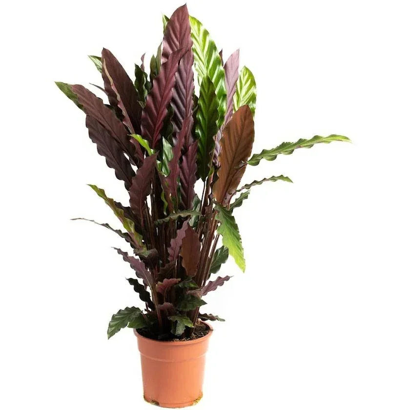 Aufblühende Pfauenpflanze - Calathea Rufibarba - Groß - 50-60cm - 1 Stück
