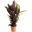 Aufblühende Pfauenpflanze - Calathea Rufibarba - Groß - 50-60cm - 1 Stück