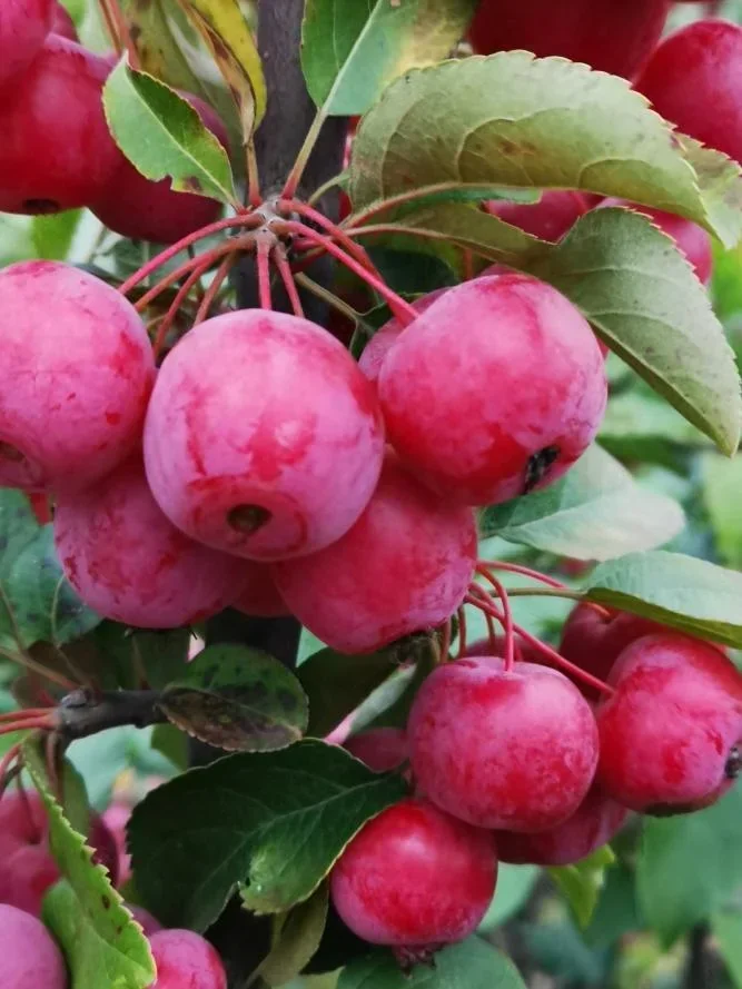 Zierapfel 'Evereste' (Malus) – winterhartes Ziergehölz, Stammhöhe 120 cm, im 20-L-Container