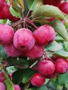 Zierapfel Evereste - Malus - Stamm 20 L Topf Stammhöhe 120 cm