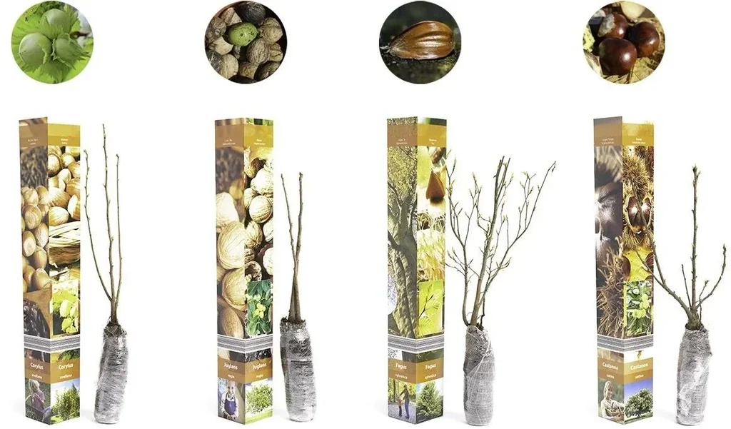 Flower-up Set aus 4 Nusspflanzen 50-60 cm