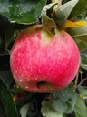 Apfel "Piros" Busch, im 10L-Container