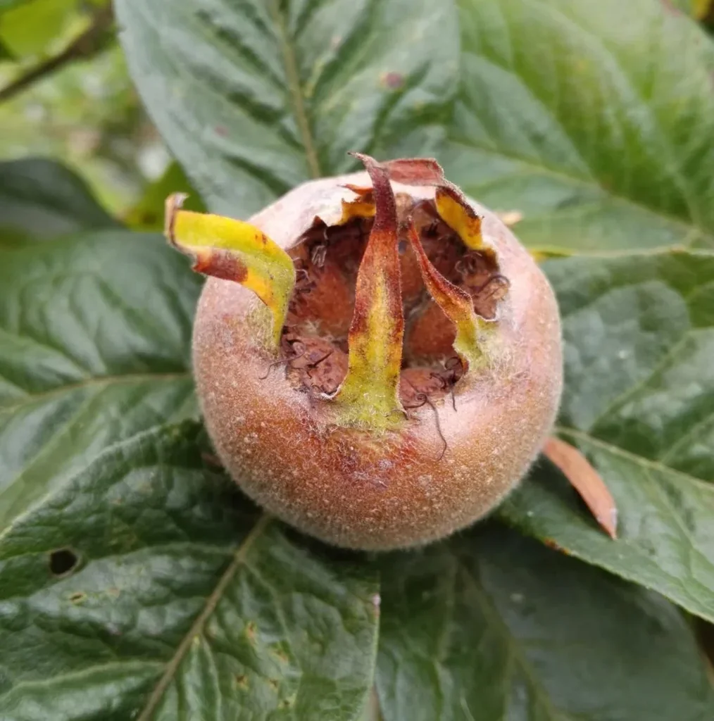 Mispel "Rafzer Mispel", 7,5L-Container