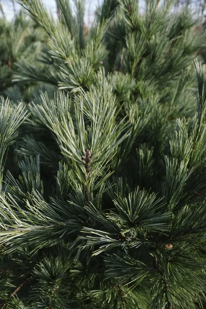 Seidenkiefer, Pinus strobus "Macopin", 7,5 Liter Topf, 30-40 cm hoch