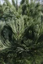 Seidenkiefer, Pinus strobus "Macopin", 7,5 Liter Topf, 30-40 cm hoch