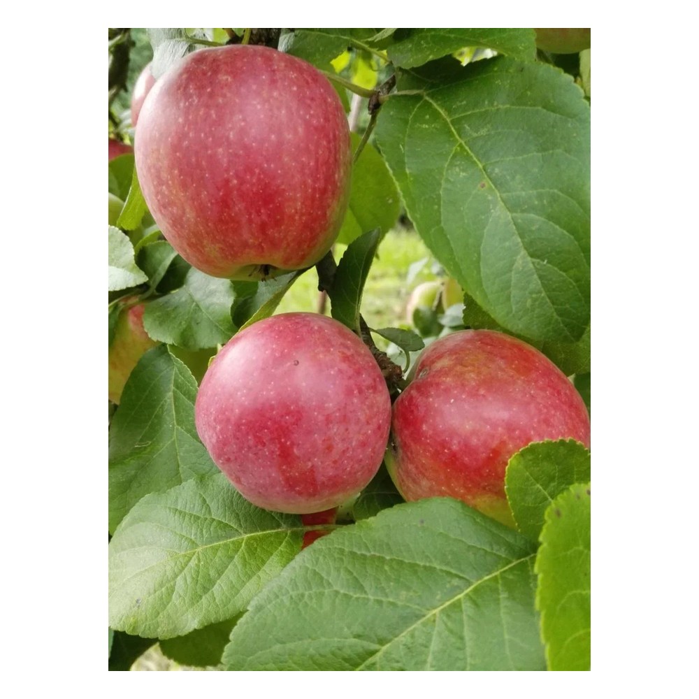 Apfel "Jamba" Busch im 10L-Container