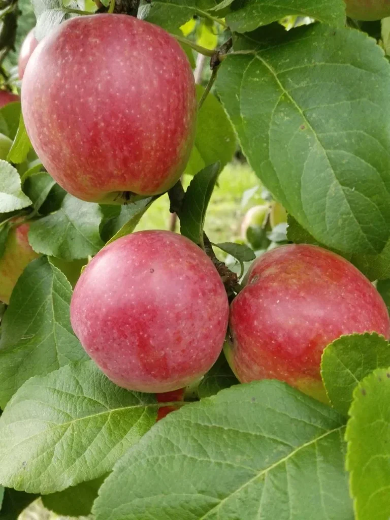 Apfel "Jamba" Busch im 10L-Container