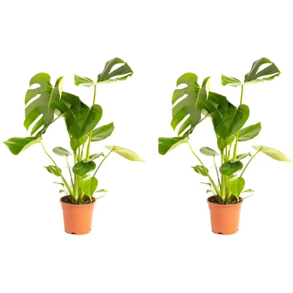Blumenlochpflanze - Monstera Deliciosa - Groß - 65 - 75Cm - 2 Stück