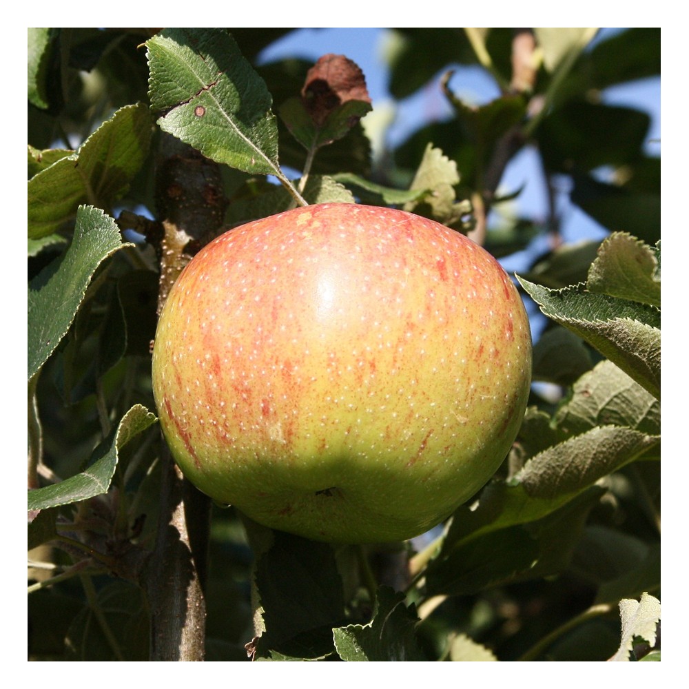 Apfel "Jonagold" Busch, im 10L-Container