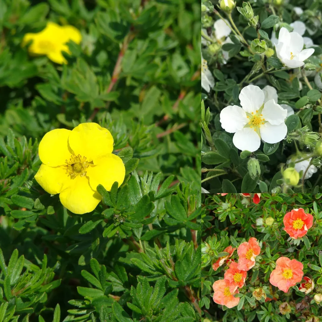Fünf-Fingerstrauch, Potentilla, in Sorten, 6 Liter Topf, 3 Stück im Set, 1 x Fünffingerstrauch "Red Ace" rot, 1 x Fünffingerstrauch "Kobold" gelb, 1 x Fünffingerstrauch "Abbotswood" weiß