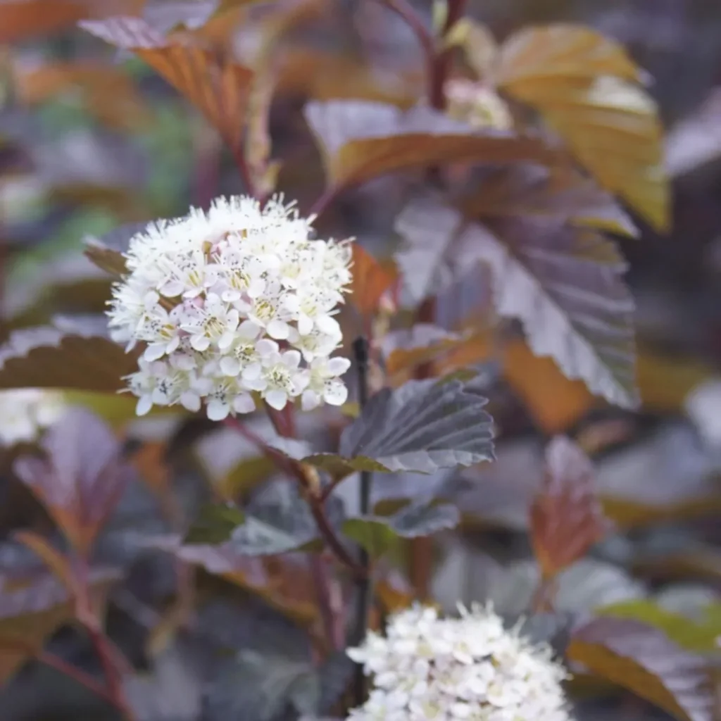 Fasanenspiere Lady in Red -R- - Physocarpus opulifolius - 12 L Topf 100-125 cm