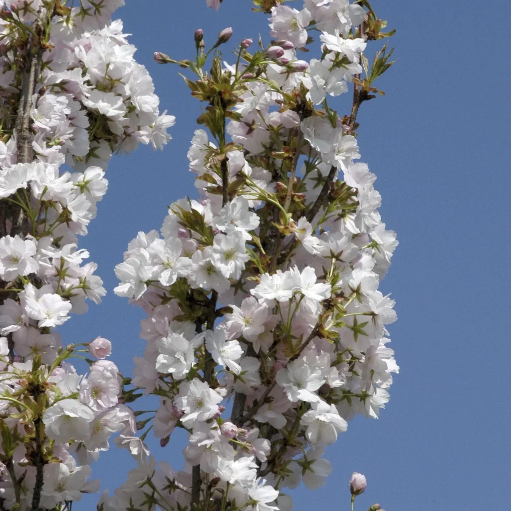 Säulenkirsche japanisch Prunus serrulata Amanogawa - 7 L Topf 80-100 cm