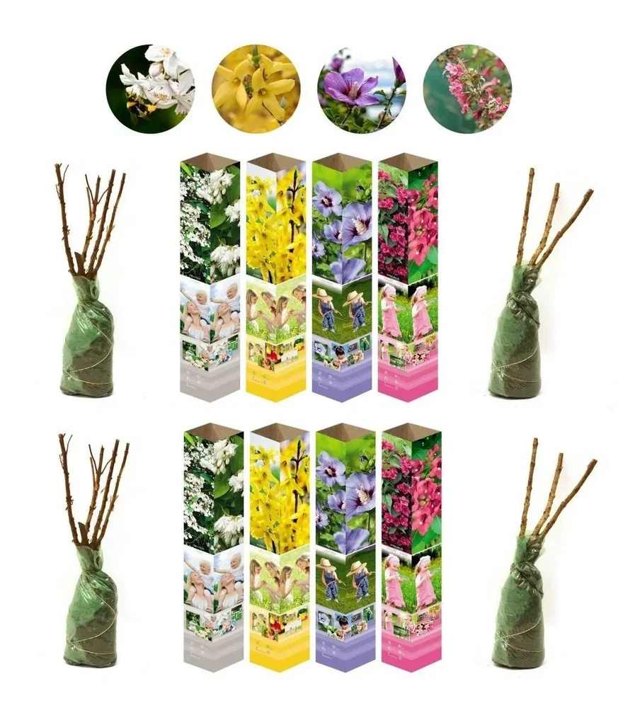 Aufblühendes Set aus 8 Ziersträuchern 50 - 70 cm