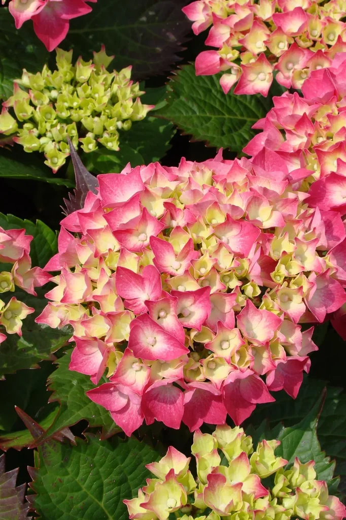 Bauernhortensie rot Hydrangea macrophylla - 7.5 L Topf 40-60 cm