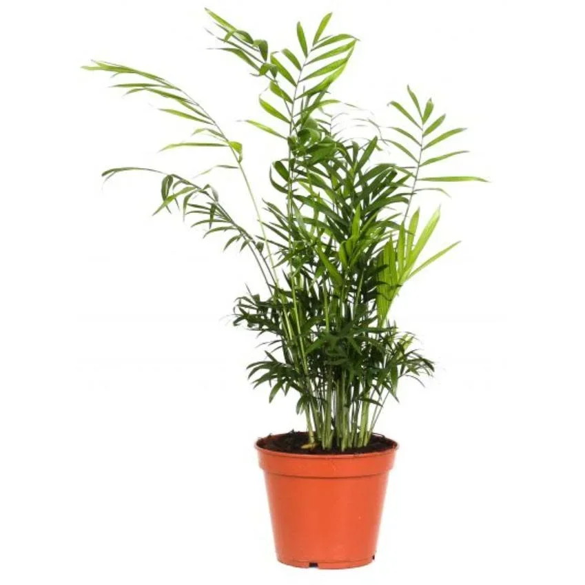 Aufblühende mexikanische Bergpalme - Chamaedorea Elegans - Groß - 50-60Cm - 1 Stück