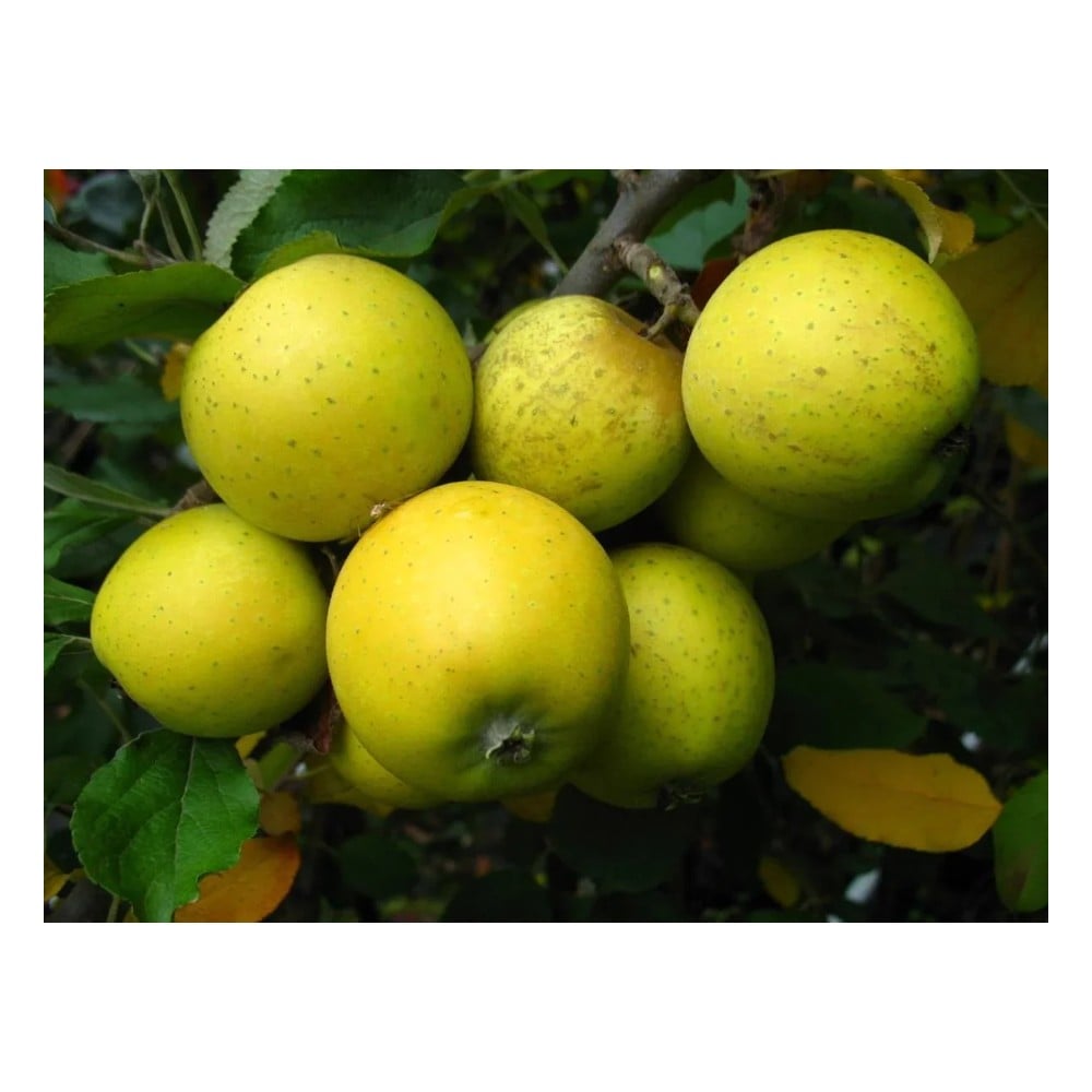 Säulenapfel "Ananasrenette", 7,5L-Container, fest, saftig, einzigartiges Aroma