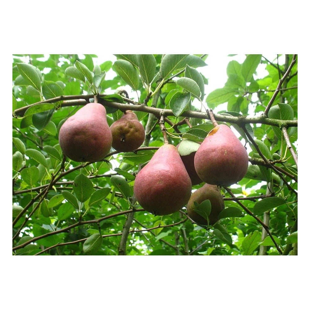 Birne "Rote Williams" Busch, im 10L-Container, vollsaftig, schmelzend, süß-säuerlich, aromatisch