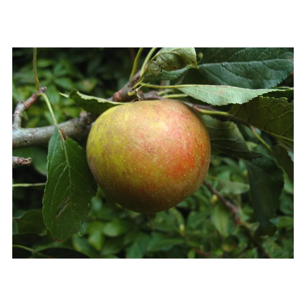 Apfel "Holsteiner Cox" Busch, im 10L-Container